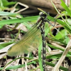 Eusynthemis guttata at Cotter River, ACT - 26 Nov 2018 10:36 AM