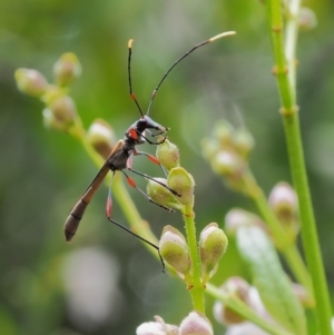 Enchoptera apicalis at Cotter River, ACT - 26 Nov 2018 11:02 AM