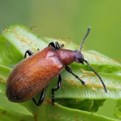 Ecnolagria grandis at Cotter River, ACT - 26 Nov 2018 10:19 AM