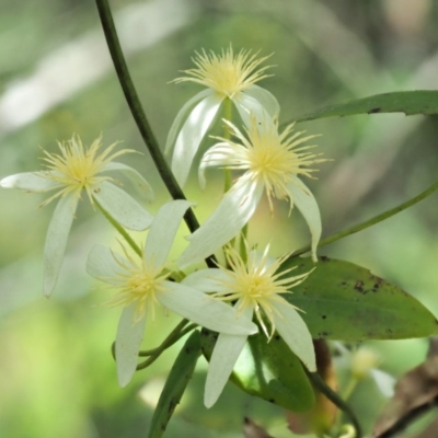 Clematis aristata (Mountain Clematis) at Cotter River, ACT - 26 Nov 2018 by KenT