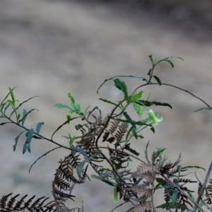 Billardiera mutabilis at Cotter River, ACT - 26 Nov 2018