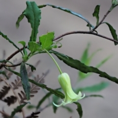 Billardiera mutabilis at Cotter River, ACT - 26 Nov 2018