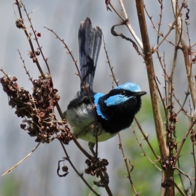 Malurus cyaneus (Superb Fairywren) at Fyshwick, ACT - 29 Nov 2018 by RodDeb