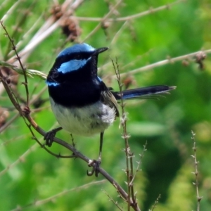 Malurus cyaneus at Fyshwick, ACT - 29 Nov 2018