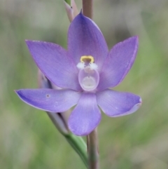 Thelymitra sp. (nuda complex) at Cotter River, ACT - 27 Nov 2018