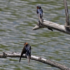 Hirundo neoxena (Welcome Swallow) at Fyshwick, ACT - 29 Nov 2018 by RodDeb