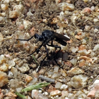 Apothechyla sp. (genus) (Robber fly) at Fyshwick, ACT - 29 Nov 2018 by RodDeb