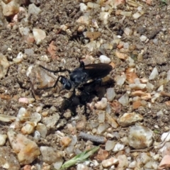 Apothechyla sp. (genus) at Fyshwick, ACT - 29 Nov 2018