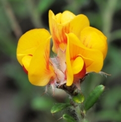 Pultenaea polifolia (Dusky Bush-pea) at Cotter River, ACT - 27 Nov 2018 by KenT