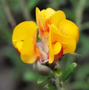 Pultenaea polifolia at Cotter River, ACT - 27 Nov 2018