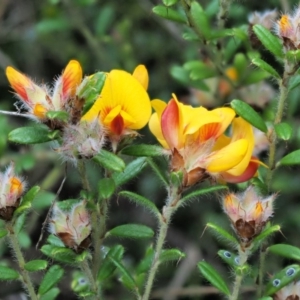 Pultenaea polifolia at Cotter River, ACT - 27 Nov 2018