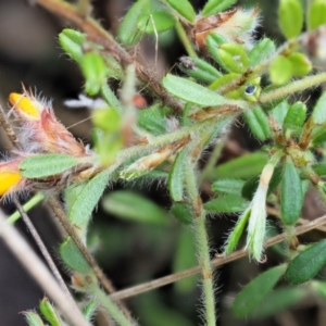 Pultenaea polifolia at Cotter River, ACT - 27 Nov 2018