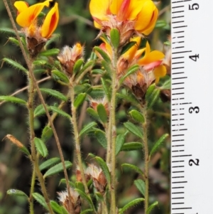 Pultenaea polifolia at Cotter River, ACT - 27 Nov 2018