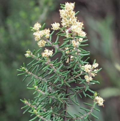 Pomaderris phylicifolia subsp. ericoides (Narrow-leaf Pomaderris) at Cotter River, ACT - 26 Nov 2018 by KenT