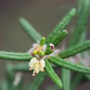 Pomaderris phylicifolia subsp. ericoides at Cotter River, ACT - 27 Nov 2018 08:43 AM