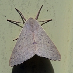 Arhodia lasiocamparia (Pink Arhodia) at Macarthur, ACT - 28 Nov 2018 by RodDeb