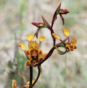 Diuris semilunulata at Cotter River, ACT - suppressed