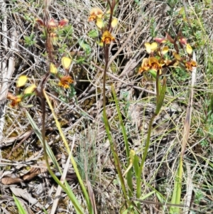 Diuris semilunulata at Cotter River, ACT - suppressed