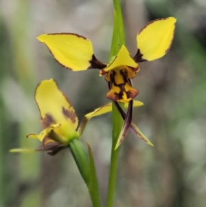 Diuris sulphurea at Cotter River, ACT - 27 Nov 2018