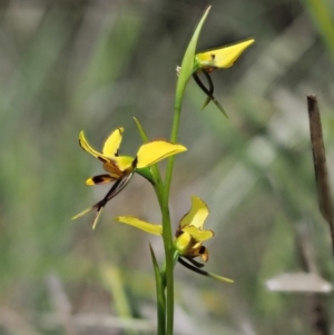 Diuris sulphurea at Cotter River, ACT - 27 Nov 2018