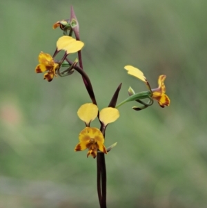 Diuris semilunulata at Cotter River, ACT - 27 Nov 2018