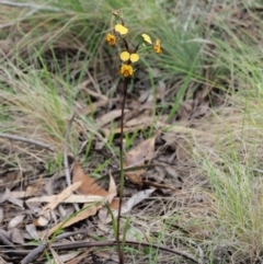 Diuris semilunulata at Cotter River, ACT - 27 Nov 2018