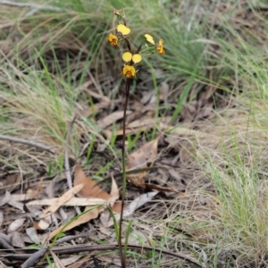 Diuris semilunulata at Cotter River, ACT - suppressed