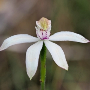 Caladenia moschata at Cotter River, ACT - 27 Nov 2018