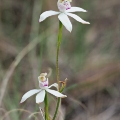 Caladenia moschata at Cotter River, ACT - 27 Nov 2018