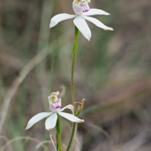 Caladenia moschata at Cotter River, ACT - suppressed