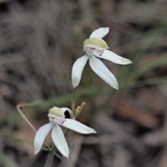 Caladenia moschata at Cotter River, ACT - 27 Nov 2018