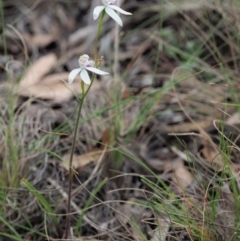 Caladenia moschata at Cotter River, ACT - suppressed