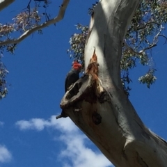 Callocephalon fimbriatum (Gang-gang Cockatoo) at Red Hill, ACT - 29 Nov 2018 by tom.tomward@gmail.com