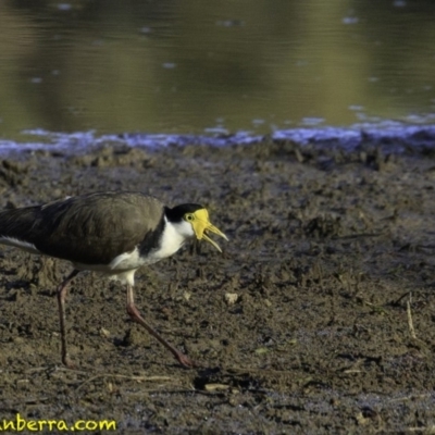 Vanellus miles (Masked Lapwing) at Forde, ACT - 24 Nov 2018 by BIrdsinCanberra