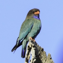 Eurystomus orientalis (Dollarbird) at Amaroo, ACT - 25 Nov 2018 by JonSteinbeck