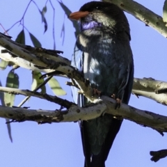 Eurystomus orientalis at Amaroo, ACT - 25 Nov 2018 07:30 AM