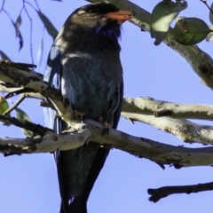 Eurystomus orientalis at Amaroo, ACT - 25 Nov 2018 07:30 AM