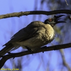 Philemon corniculatus (Noisy Friarbird) at Amaroo, ACT - 25 Nov 2018 by JonSteinbeck