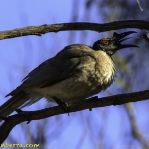 Philemon corniculatus at Amaroo, ACT - 25 Nov 2018