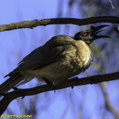 Philemon corniculatus (Noisy Friarbird) at Amaroo, ACT - 25 Nov 2018 by JonSteinbeck