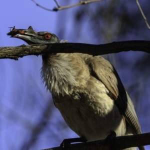 Philemon corniculatus at Amaroo, ACT - 25 Nov 2018