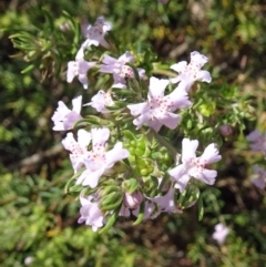 Westringia eremicola (Slender Western Rosemary) at Molonglo Valley, ACT - 29 Nov 2018 by galah681