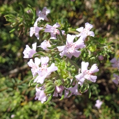 Westringia eremicola (Slender Western Rosemary) at Sth Tablelands Ecosystem Park - 28 Nov 2018 by galah681