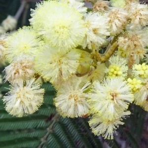 Acacia mearnsii at Molonglo Valley, ACT - 29 Nov 2018