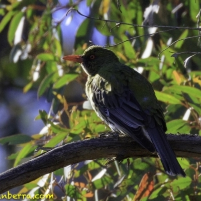 Oriolus sagittatus (Olive-backed Oriole) at Amaroo, ACT - 25 Nov 2018 by JonSteinbeck
