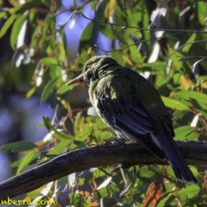 Oriolus sagittatus at Amaroo, ACT - 25 Nov 2018 08:15 AM