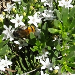 Radumeris tasmaniensis at Molonglo Valley, ACT - 6 Dec 2018 10:52 AM