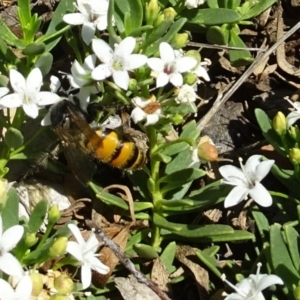 Radumeris tasmaniensis at Molonglo Valley, ACT - 6 Dec 2018 10:52 AM