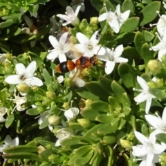 Eumeninae (subfamily) (Unidentified Potter wasp) at Sth Tablelands Ecosystem Park - 28 Nov 2018 by galah681