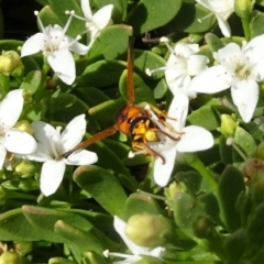 Eumeninae (subfamily) at Molonglo Valley, ACT - 29 Nov 2018 10:19 AM